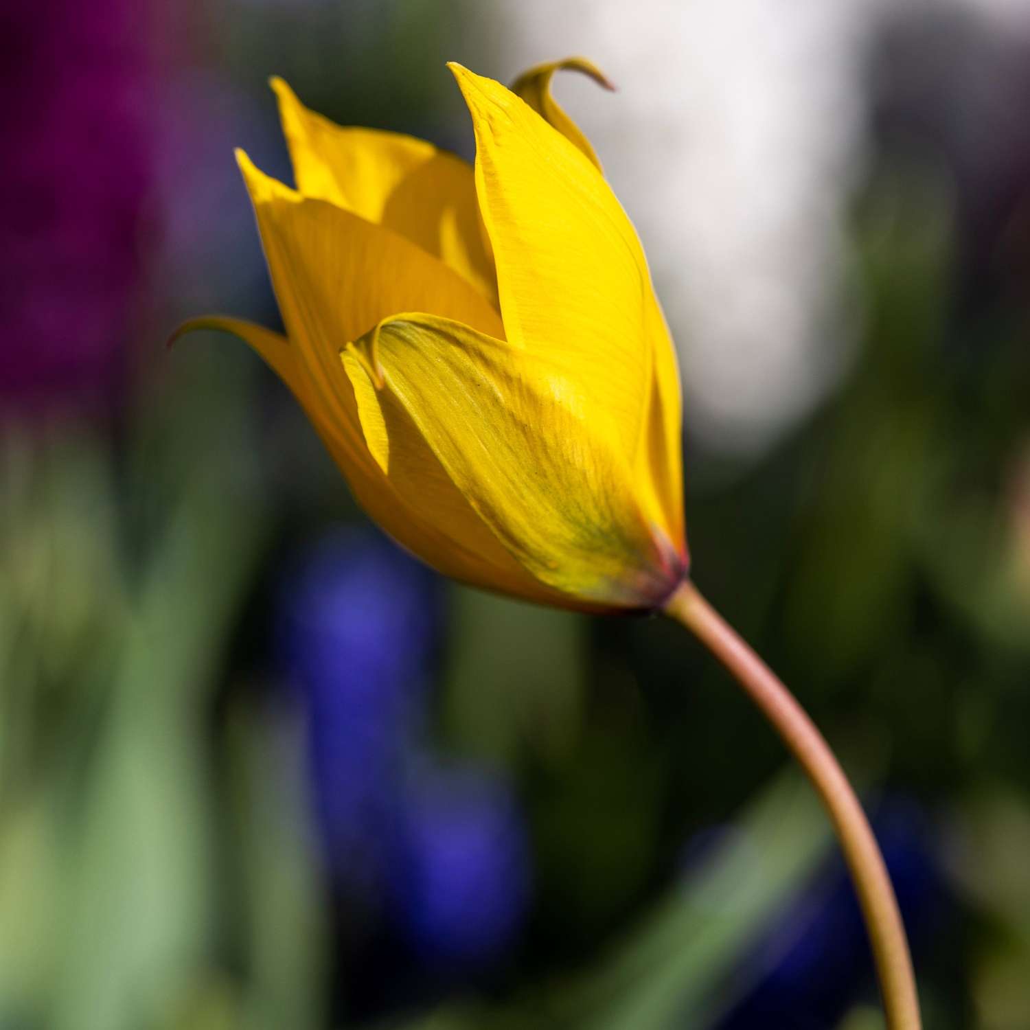 Botaaninen tulppaani 'Sylvestris'